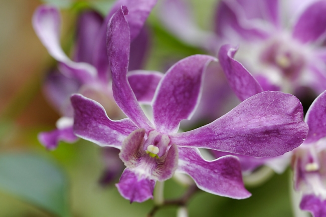 Fleurs Nanthawan Aout 2010-038